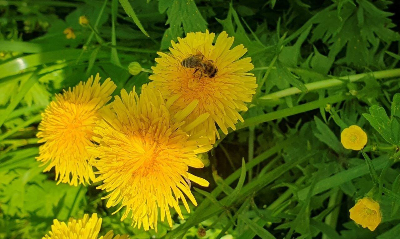 source-of-pollen-bees